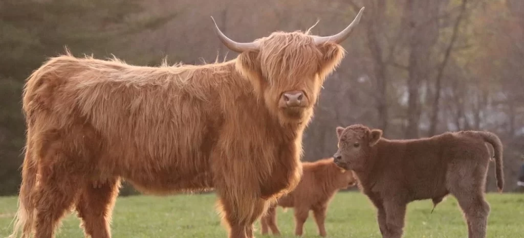 Highland Cattle