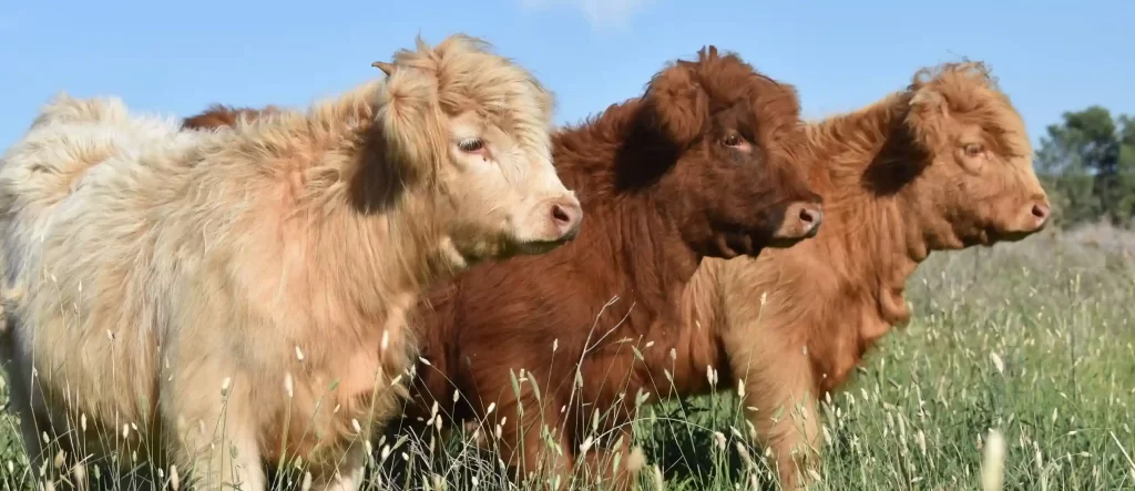 Highland Cattle Crossbreeding