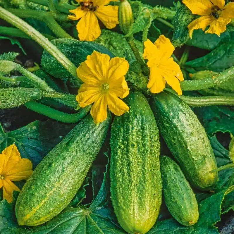 Hokus Gherkin Cucumbers