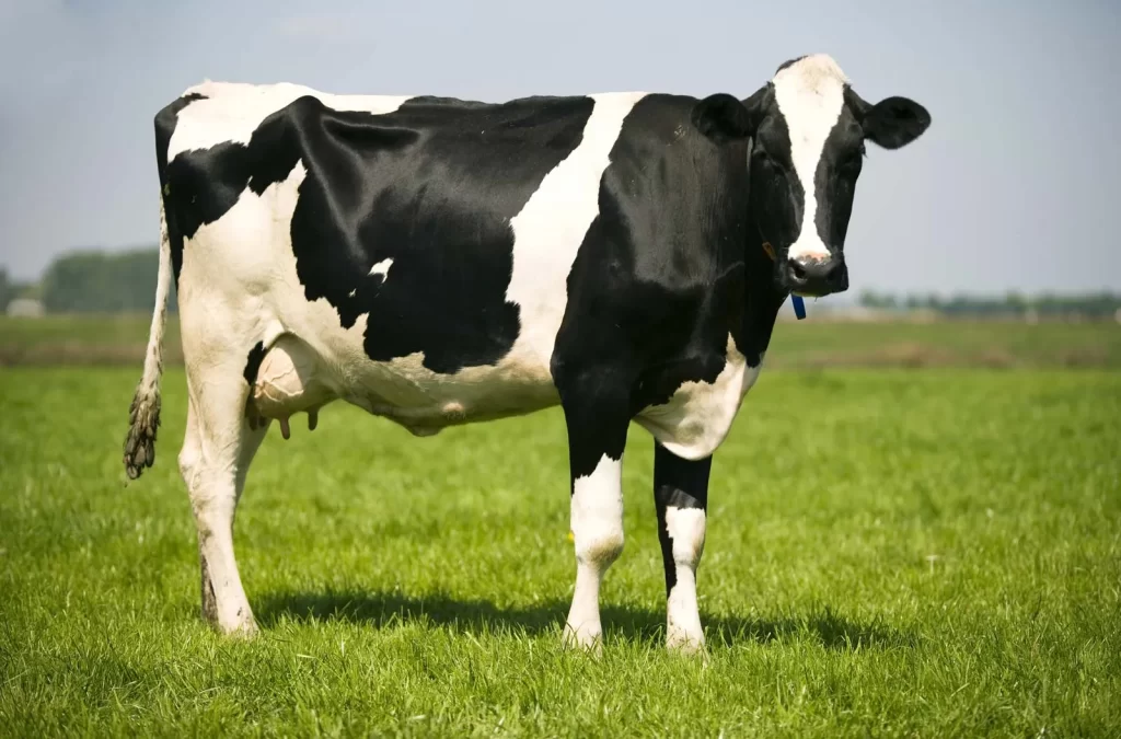 Holstein cow