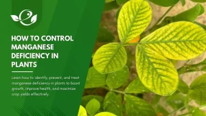 How To Control Manganese Deficiency in Plants