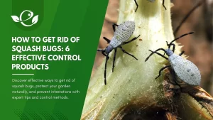 How To Get Rid Of Squash Bugs