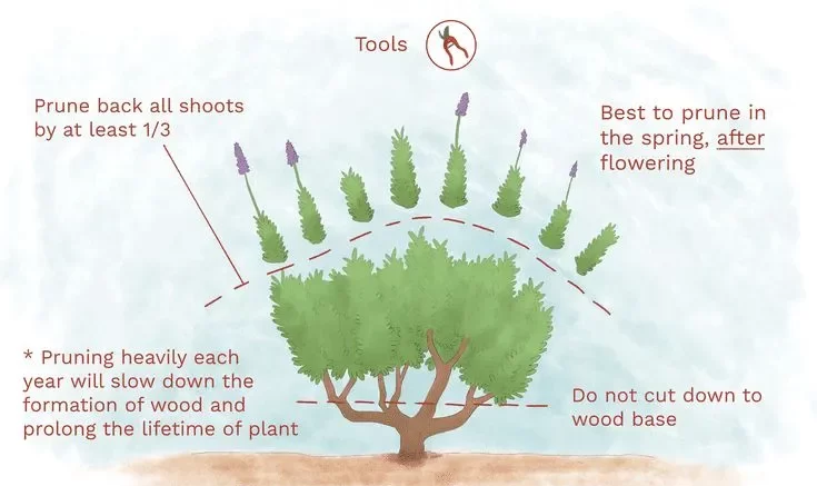 How To Prune Lavender 