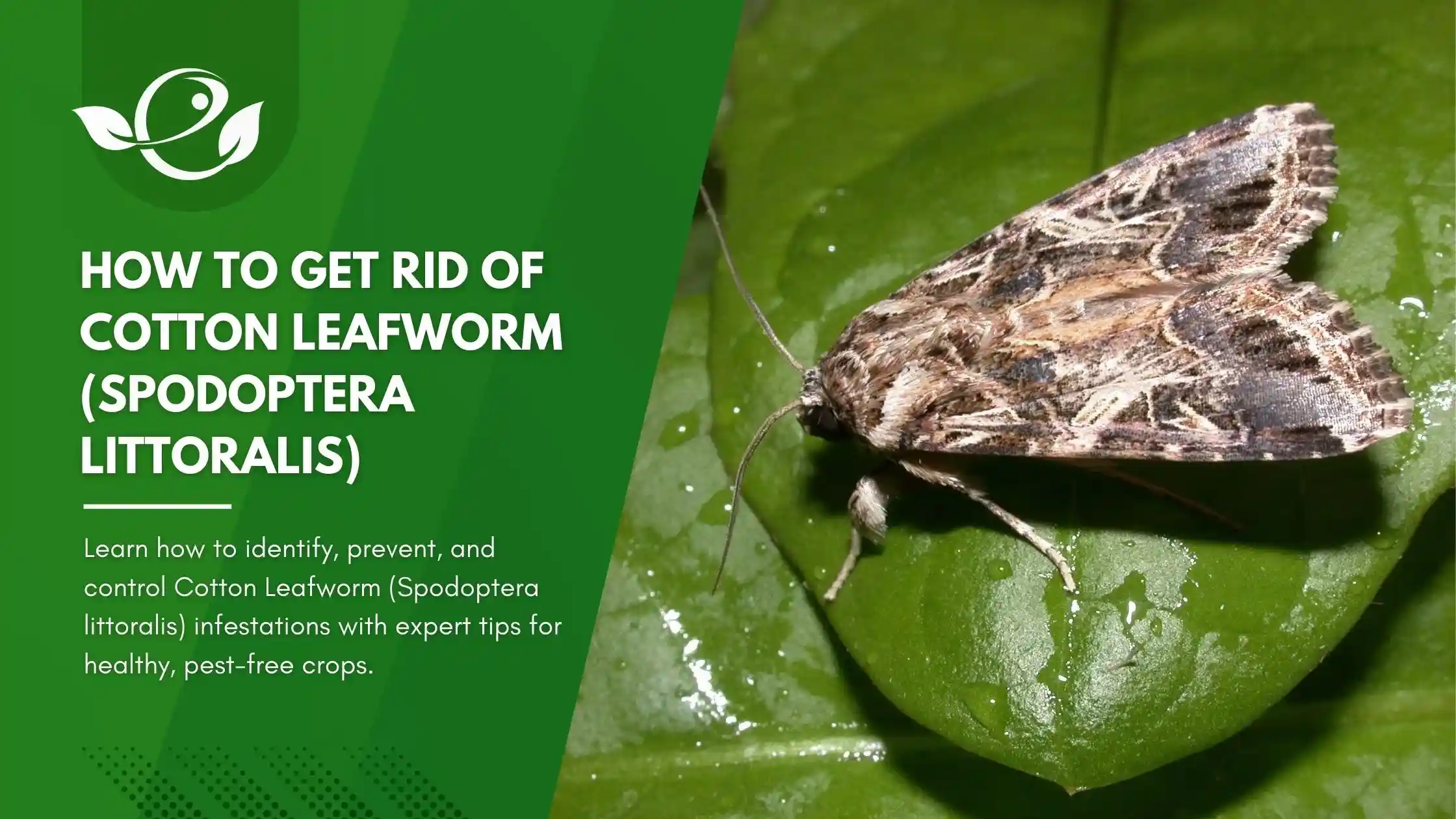 How to Get Rid of Cotton Leafworm