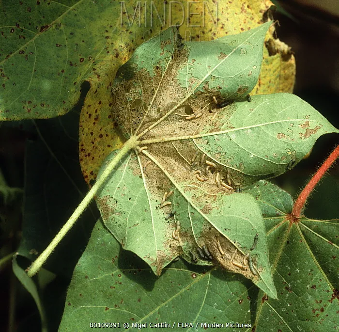 How to Get Rid of Cotton Leafworm