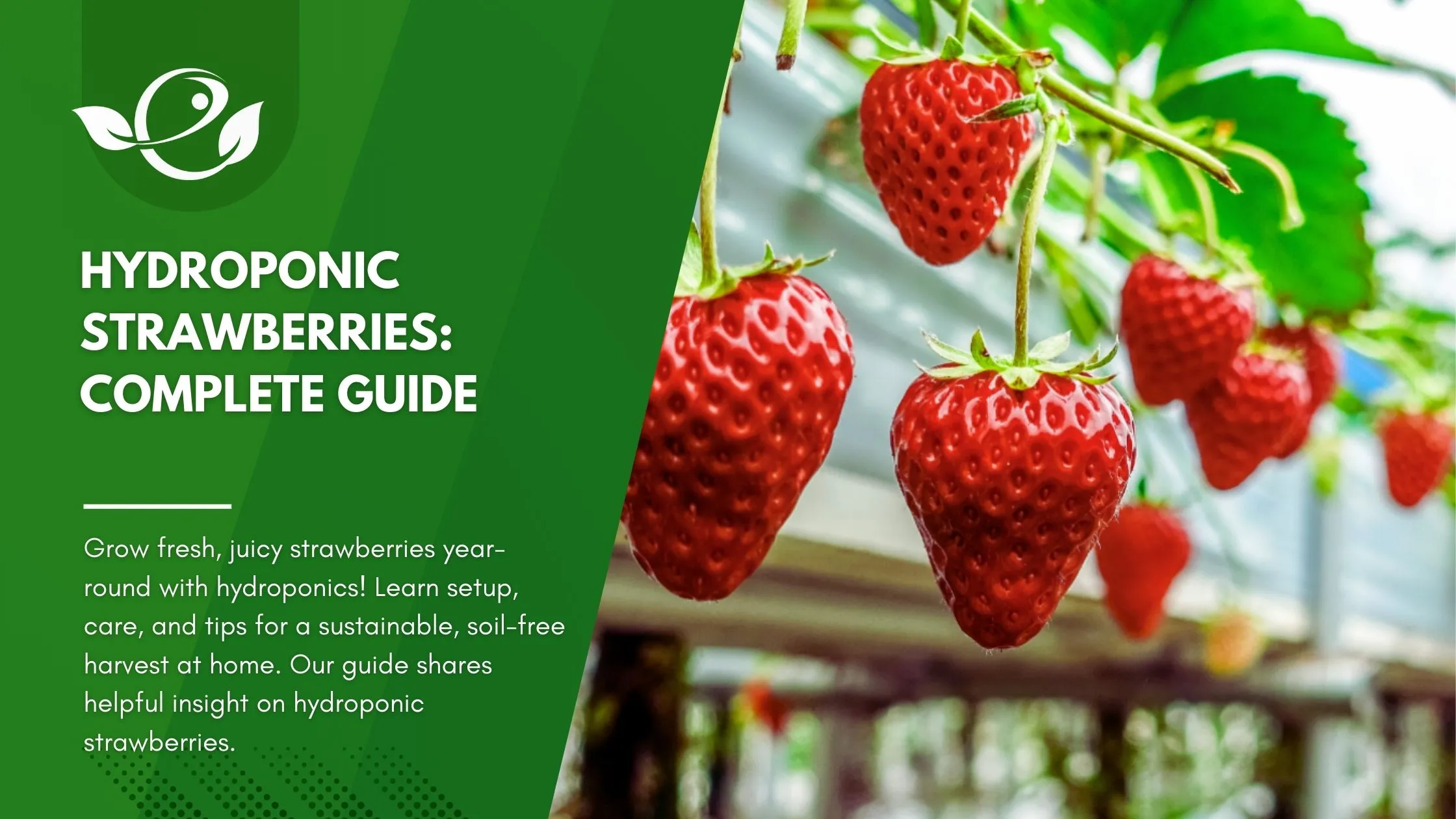 Hydroponic Strawberries