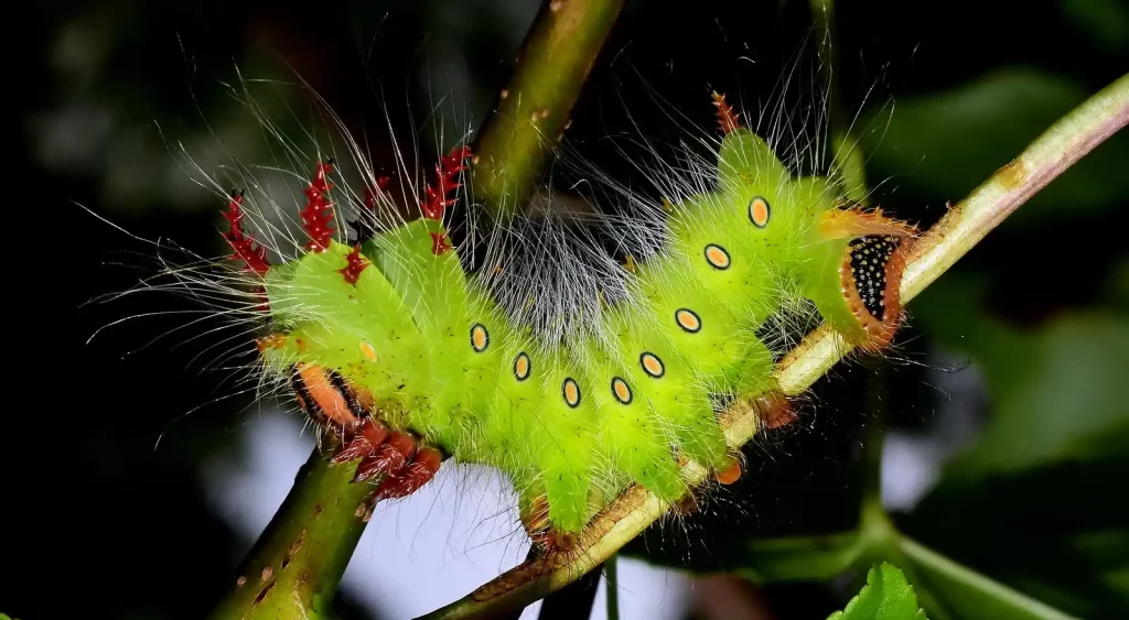 Imperial moth caterpillar 11zon