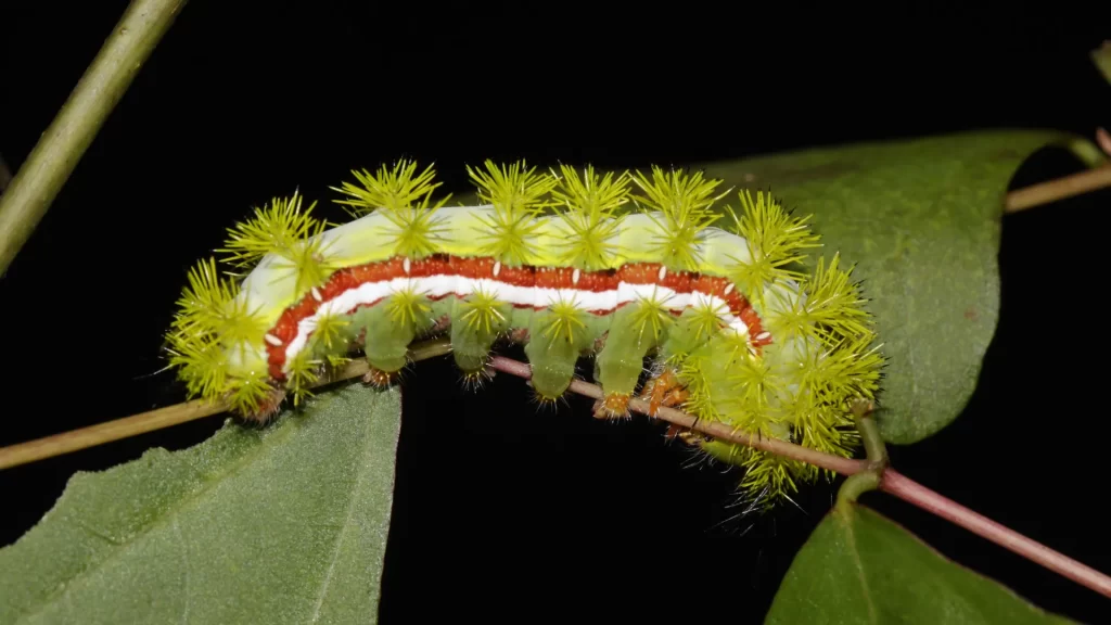 Io Moth Caterpillar