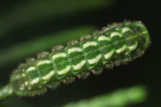 Juniper Hairstreak Caterpillar