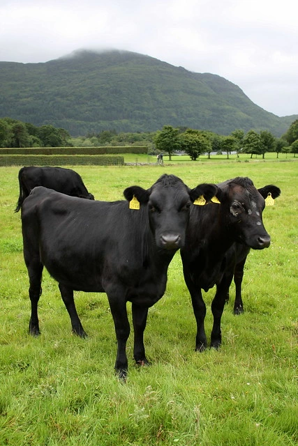 Kerry Cattle