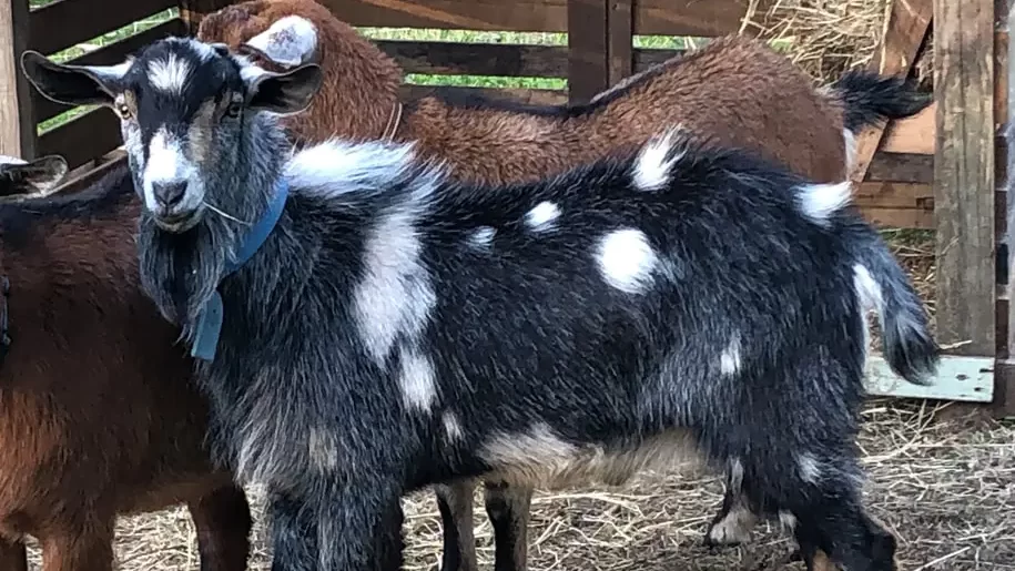 Goat Breeds