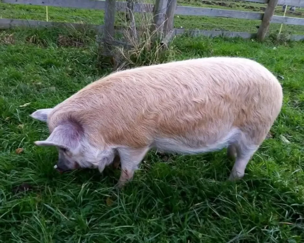 Kunekune Pig