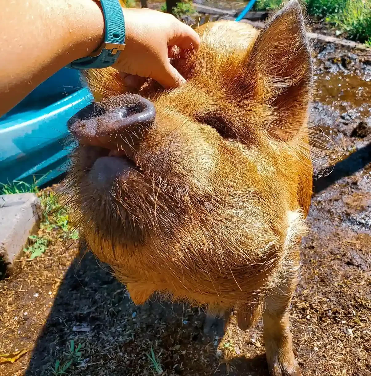 Kunekune Pigs 1 e1733143569125