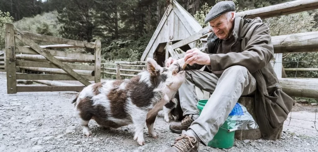 Kunekune Pigs