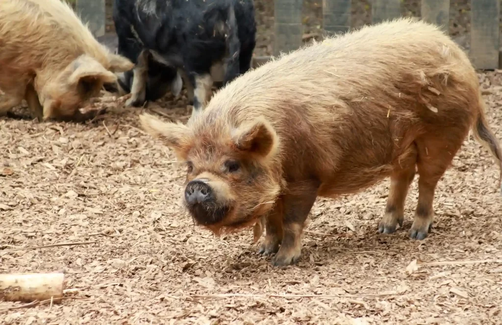 Kunekune Pigs 2 1