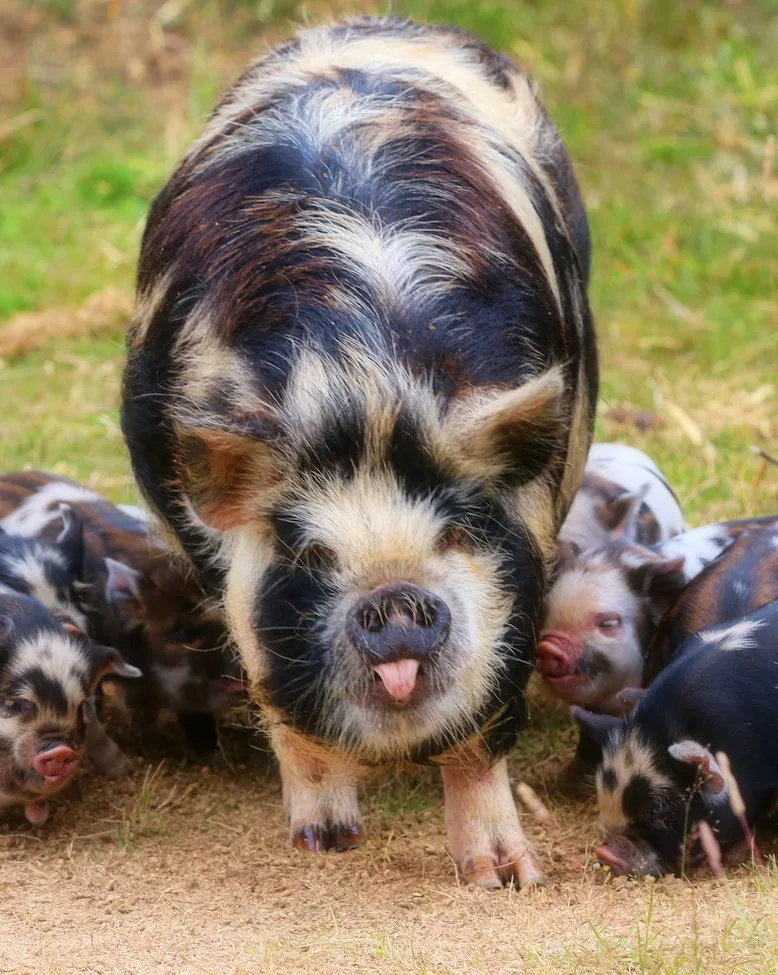 Kunekune Pigs