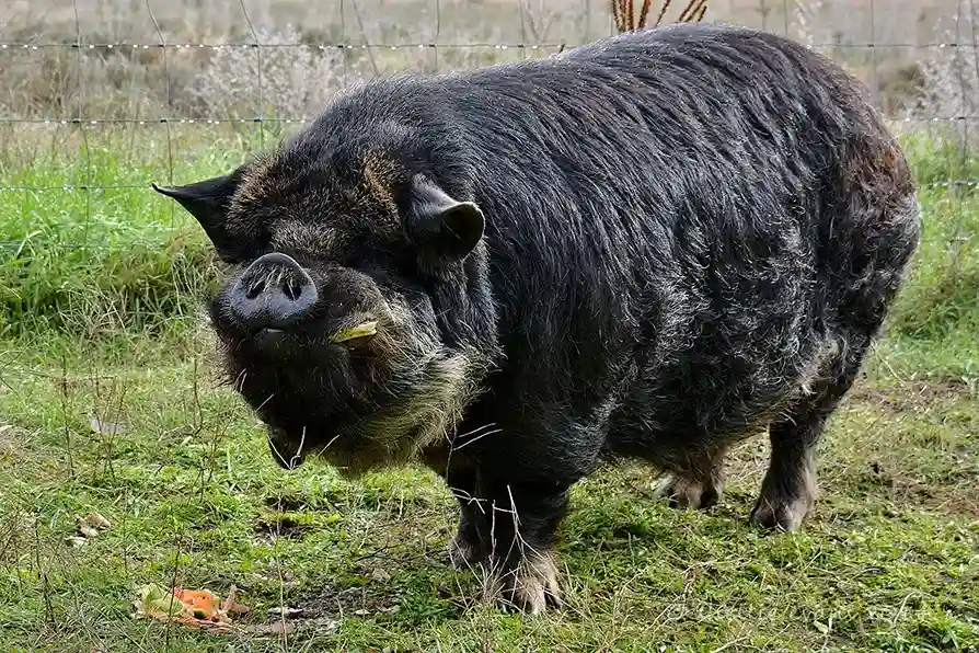 Kunekune Pigs Everything You Need To Know