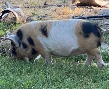 Kunekune pig 1