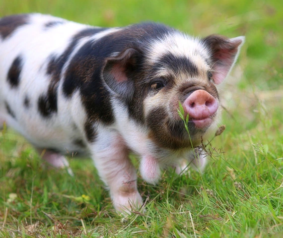 Kunekune pig 2