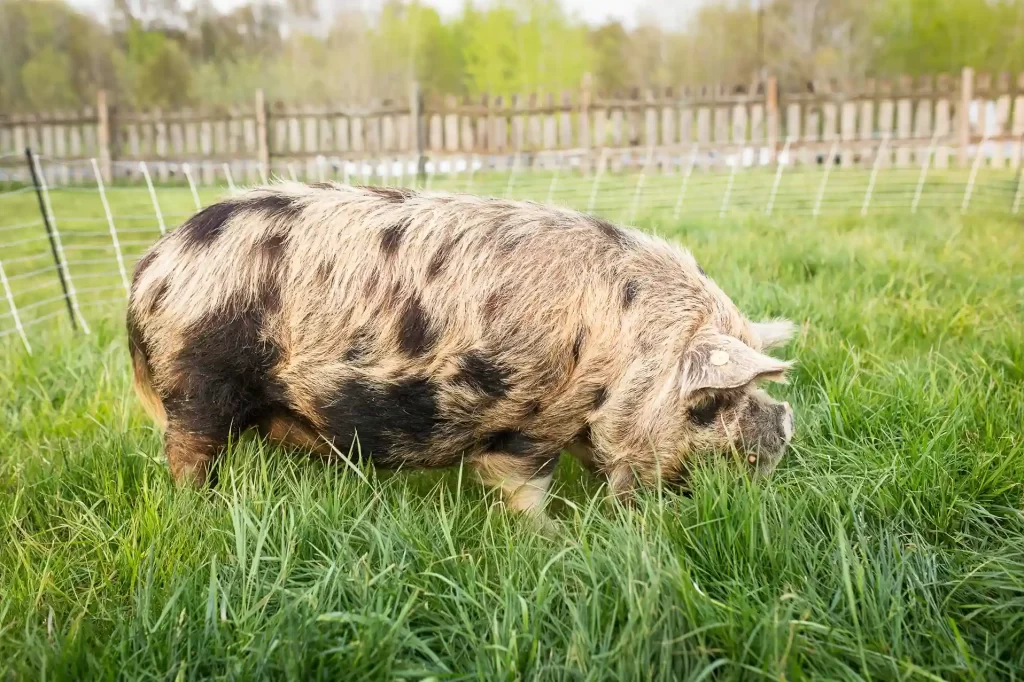 Kunekune pig 3