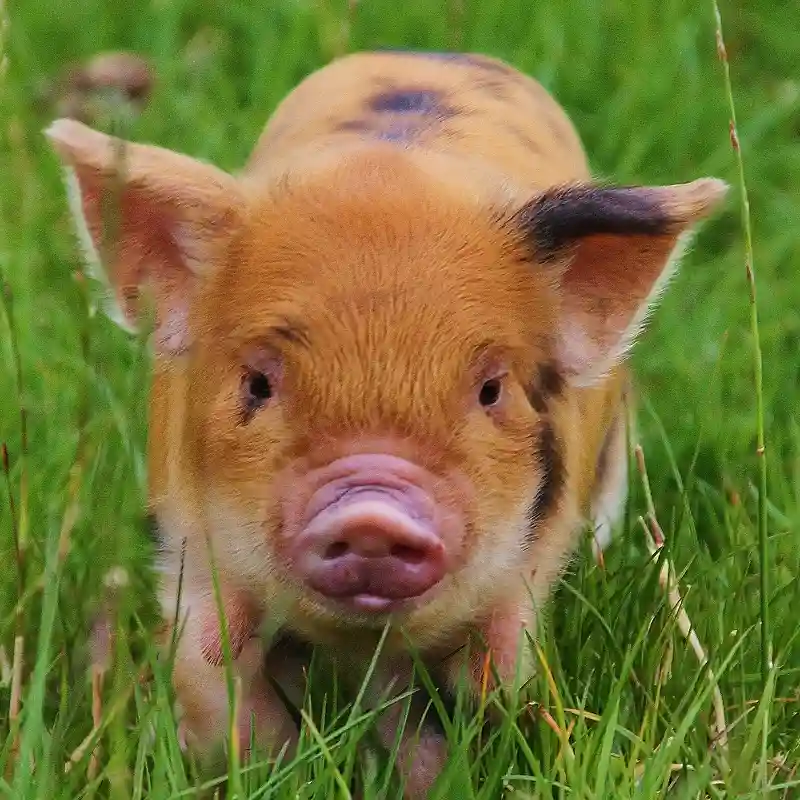 Kunekune