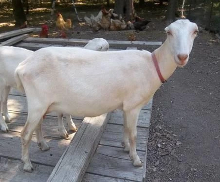 LaMancha Goat Breeds