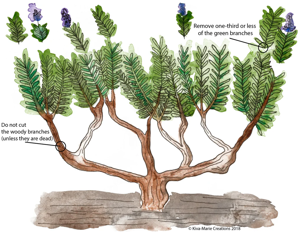 Lavender Pruning