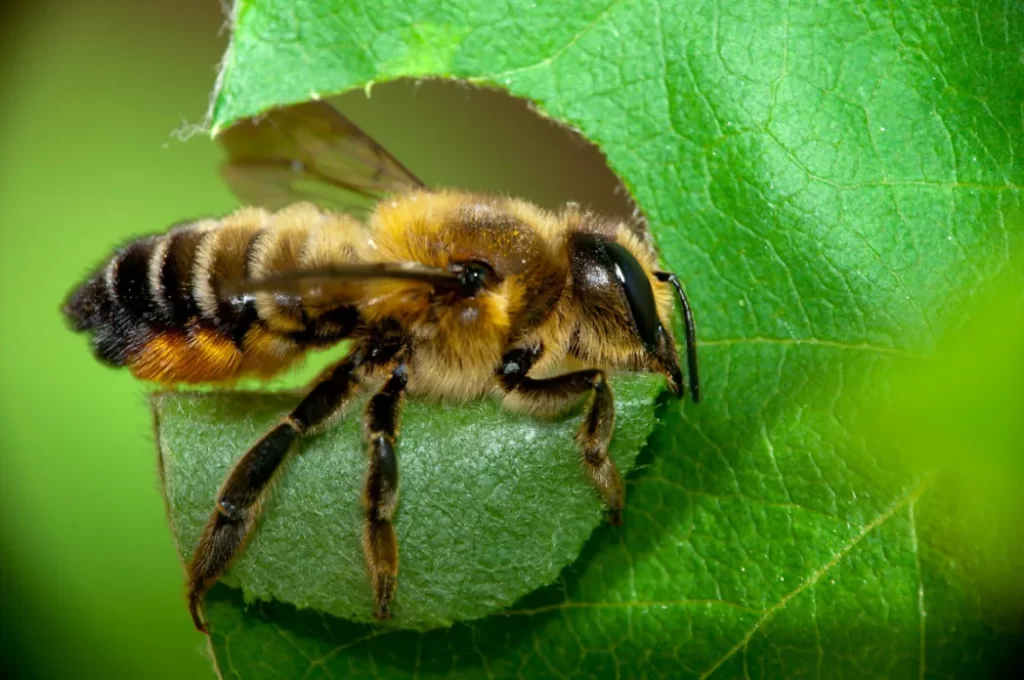 Leafcutter Bee