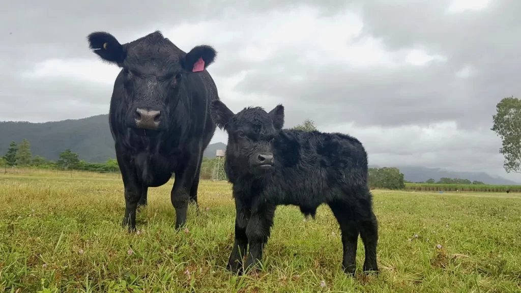 Lowline Angus