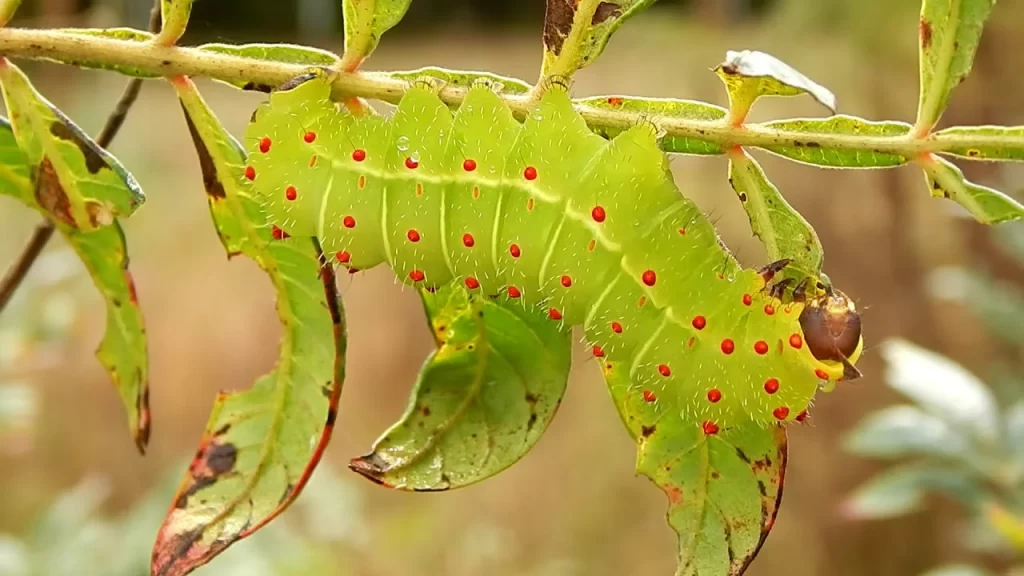 Luna Moth Caterpillar