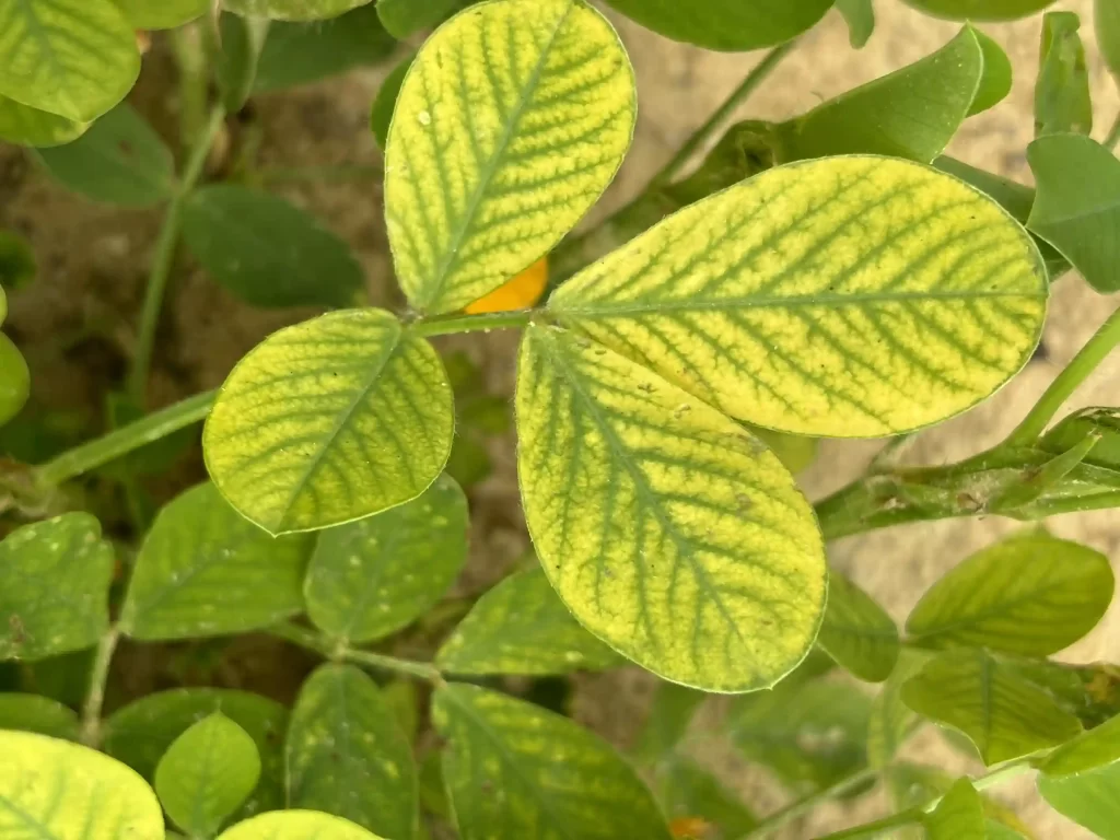 Manganese Deficiency in Plants