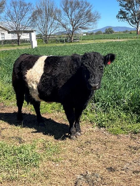 Miniature Belted Galloway