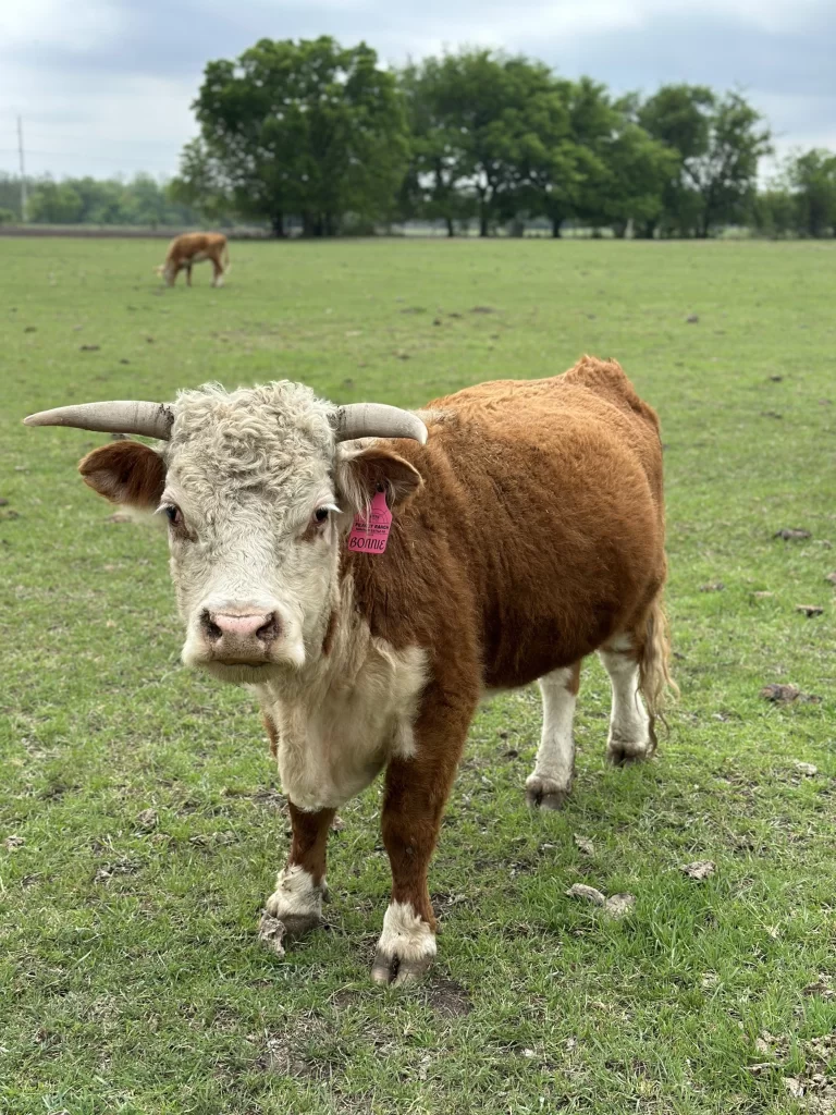 Miniature Hereford Cattle