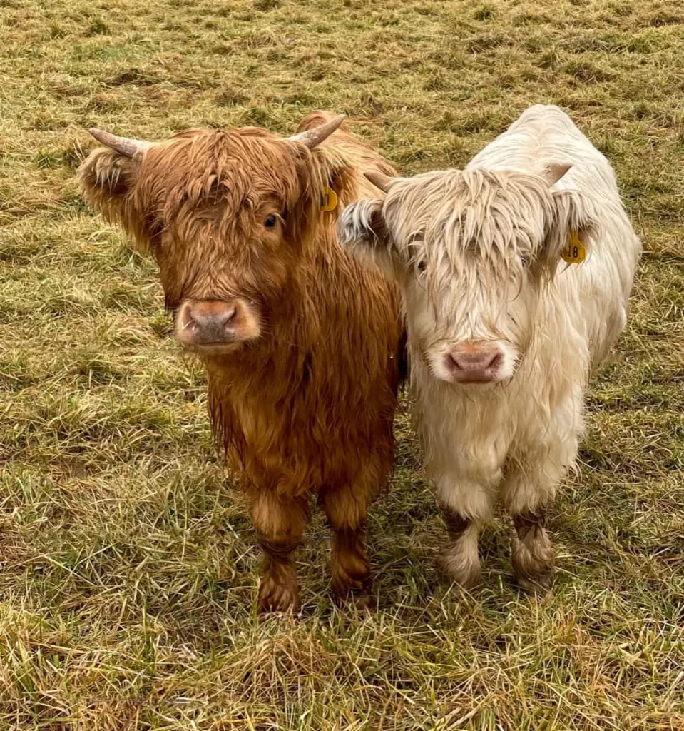 Miniature Highland Cattle