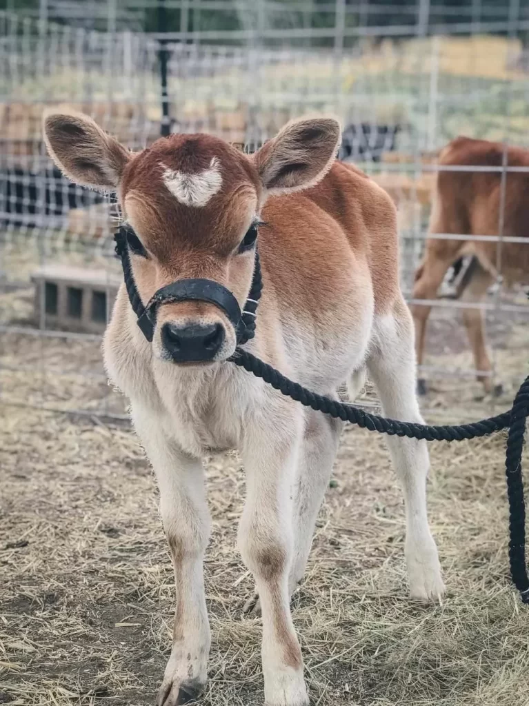 Miniature Jersey Cattle