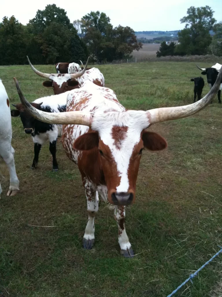 Miniature Texas Longhorn