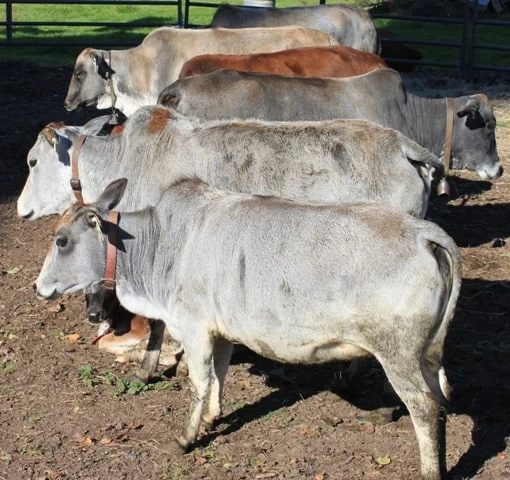 Miniature Zebu