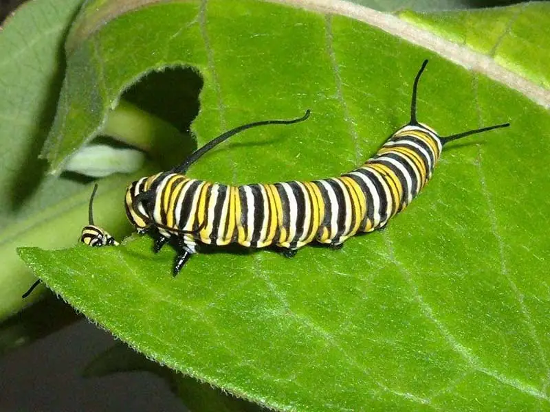 Monarch Butterfly Caterpillar