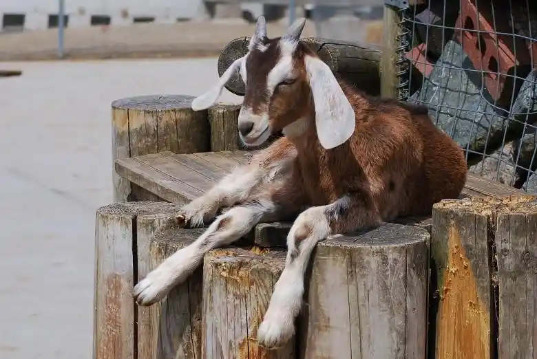 Nubian Goat breeds