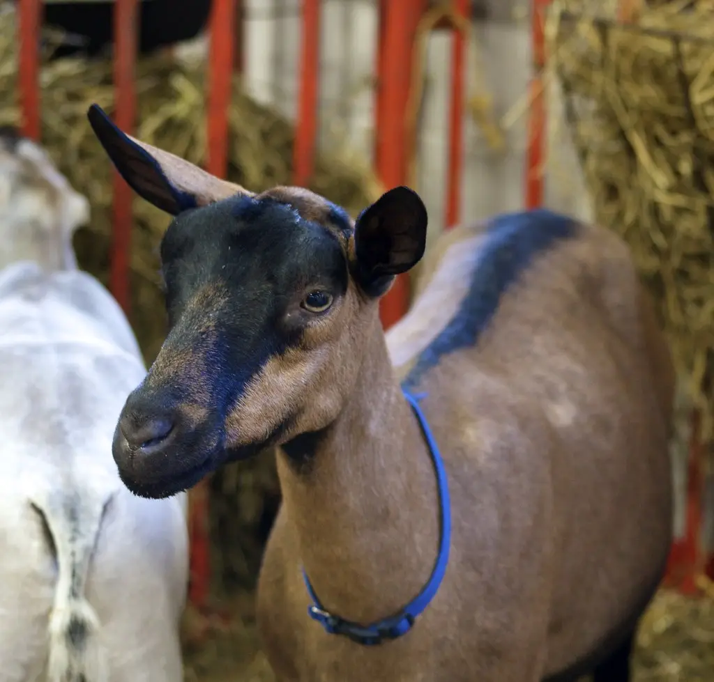 Oberhasli Goat Breed