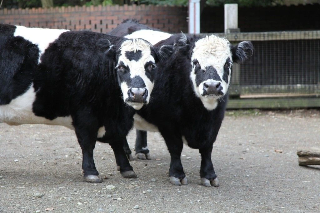 Panda Cattle