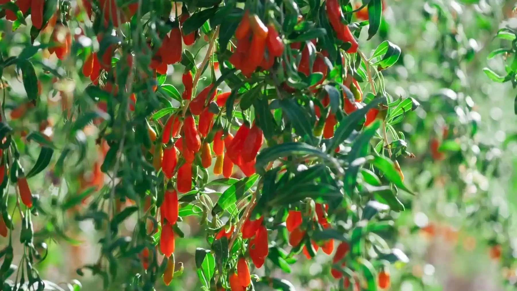 Goji Berry Plant