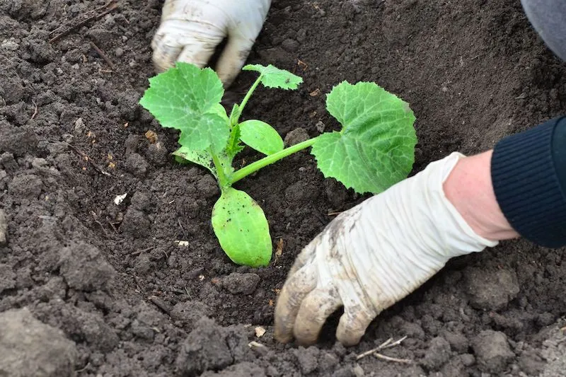 How to grow cucumbers in texas