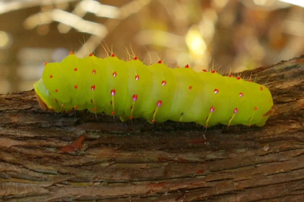 Polyphemus Moth Caterpillar