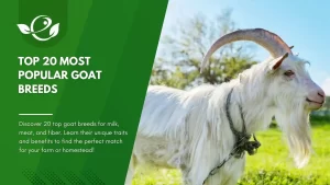 Popular Goat Breeds