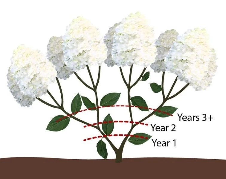 Pruning Techniques by Hydrangea Type