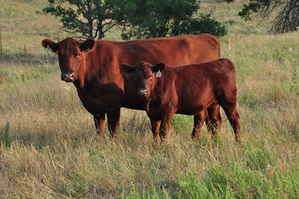 Red Angus