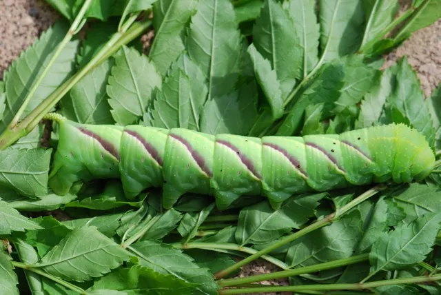 Rustic sphinx moth caterpillar hornworm