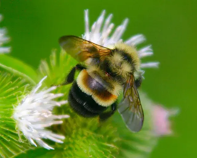 Rusty Patched Bumblebee 1