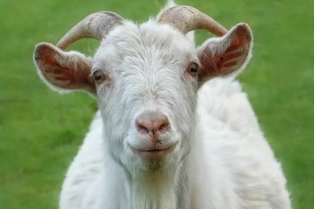 Saanen Goat Breeds